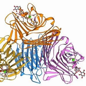 Lactose binding protein molecule F006 / 9629