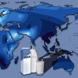 Lactose tolerance, Eurasia and Africa