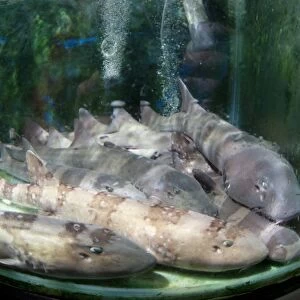 Live bamboo sharks for sale C018 / 1054