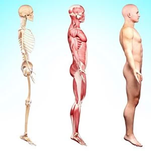 Male anatomy, artwork