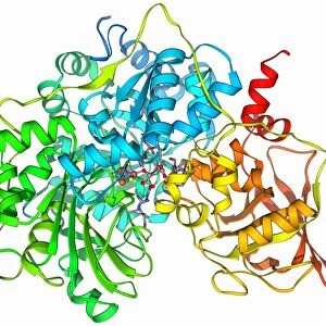 Metabolic enzyme molecule F006 / 9770