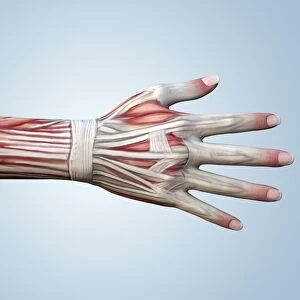 Muscular system of a hand