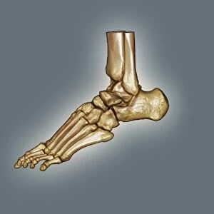 Normal foot, 3D CT scan