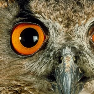 Owls eyes