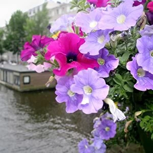 Petunia flowers over a canal