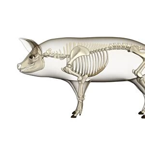 Pig anatomy, artwork