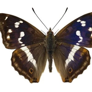 Purple emperor butterfly C016 / 5691