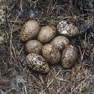 Red grouse eggs in a nest