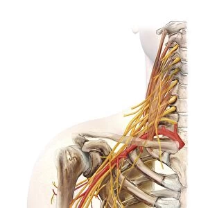 Right shoulder and nerve plexus, artwork C016 / 6811