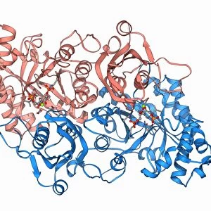 Rubisco enzyme molecule F006 / 9779