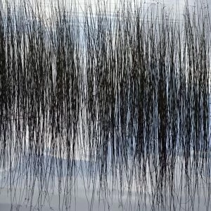 Rushes reflected in water