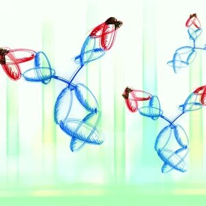 Sketch of 3 antibodies