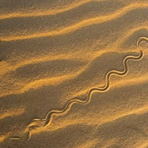 Snake track on a sand dune C016 / 4776