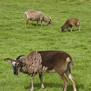 Soay Sheep (Ovis aries)