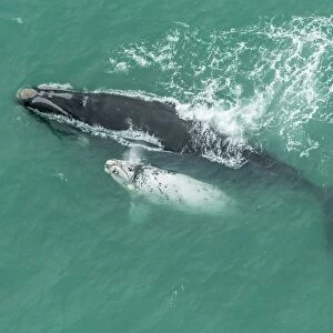Southern right whale and albino calf C016 / 4779