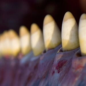 Sperm whale teeth