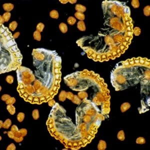 Sporangia and spores of the male fern