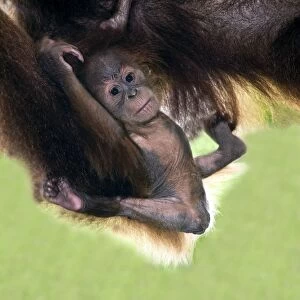 Sumatran orang-utang mother and baby