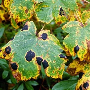 Tar spot fungus on sycamore leaves