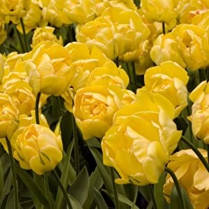 Tulips (Tulipa Akebono )