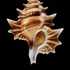 Winged frog shell sea snail shell C019 / 1296