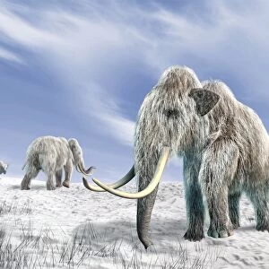 Woolly mammoths, artwork