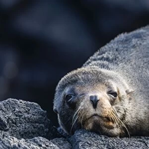 Adult Galapagos fur seal (Arctocephalus galapagoensis), hauled out on Santiago Island
