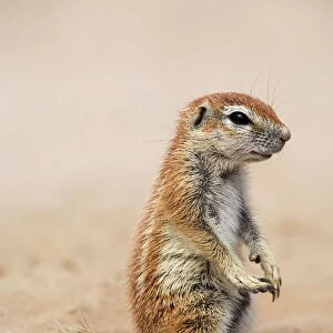 Baby ground squirrel (Xerus inauris), Kgalagadi Transfrontier Park, South Africa, Africa