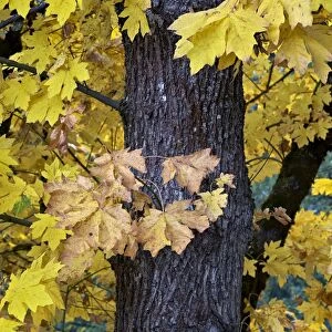 Bigleaf maple (Oregon maple) (Acer macrophyllum) in the fall, Mount Hood National Forest, Oregon, United States of America, North America