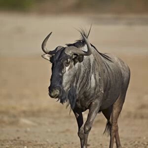 Blue wildebeest (brindled gnu) (Connochaetes taurinus), Kgalagadi Transfrontier Park, encompassing the former Kalahari Gemsbok National Park, South Africa, Africa