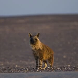 Brown hyena (Pyrahaena hyaena brunnea)