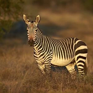 Cape mountain zebra (Equus zebra zebra) mare, Mountain Zebra National Park, South Africa
