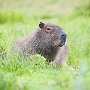 Capybara (Hydrochoerus hydrochaeris), Ibera Wetlands (Ibera Marshes), a marshland
