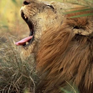 Close-up of a male lion (Panthera leo) yawning