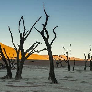 Deadvlei, an old dry lake in the Namib desert, Namibia, Africa