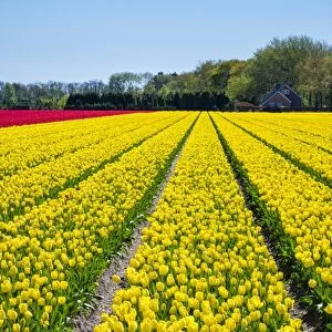 Dutch tulips in bloom in a bulb field in early spring. Nordwijkerhout, South Holland