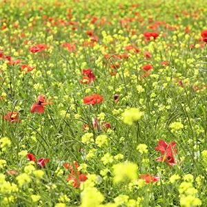 Field of wildflowers and poppies, Val d Orcia, Province Siena, Tuscany, Italy, Europe