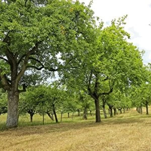 Fruit trees near Merzkirchen, Saargau, Rhineland-Palatinate, Germany, Europe
