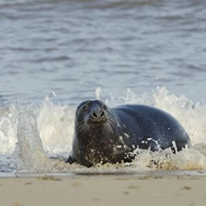 Grey seal (Halichoerus grypus) adult hauling ashore among breaking waves, Norfolk