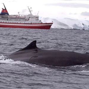 Humpback whale in front of cruise ship, Antarctica, Polar Regions