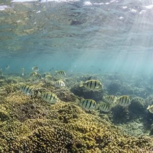 A large school of convict tang (Acanthurus triostegus) on the only living reef in the Sea of Cortez