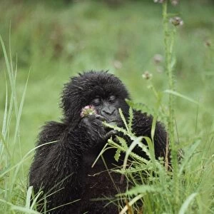 Mountain Gorillas (Gorilla g. beringei) young female feeding, Virunga Volcanoes