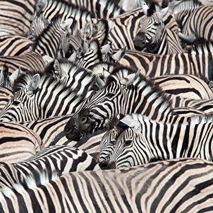 Plains zebra (Equus burchelli), crowd at waterhole, Etosha National Park, Namibia, Africa