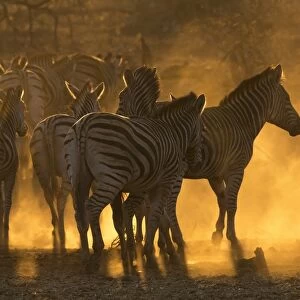 Plains zebra (Equus quagga), Zimanga private game reserve, KwaZulu-Natal, South Africa