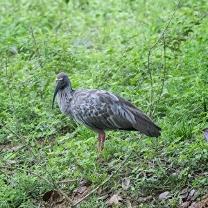 Plumbeous ibis (Theristicus caerulescens), Pantanal, Mato Grosso, Brazil, South America