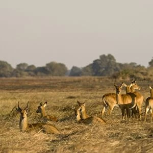 Puku (Kobus vardonii), Busanga Plains, Kafue National Park, Zambia, Africa