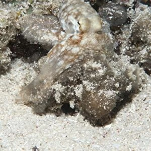 Reef octopus (Octopus cyanea), Sulawesi, Indonesia, Southeast Asia, Asia