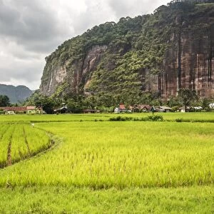 Rice paddy fields and cliffs in the Harau Valley, Bukittinggi, West Sumatra, Indonesia