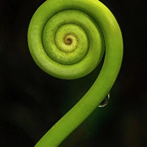 Tightly coiled fern frond (fiddlehead) in the rainforest on Tenorio volcano, Volcan Tenorio National Park, Alajuela, Costa Rica, Central America