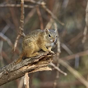 Tree squirrel (Smiths bush squirrel) (yellow-footed squirrel) (Paraxerus cepapi)